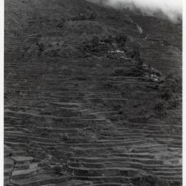 Rice Terraces, Ifugao