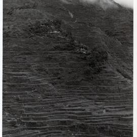 Rice Terraces, Ifugao