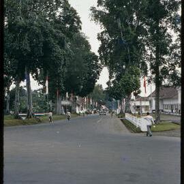 Tree-Lined Street with Flags