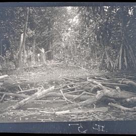 [Manum Island, New Guinea] A Corner of a Village Garden (Abara) Near the Sea-shore. (Belongs to Borautsi’i of Waia)
