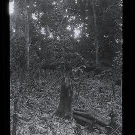 [Manum Island, New Guinea] A Village Garden Cleared for Basi, Yabururu’s Son