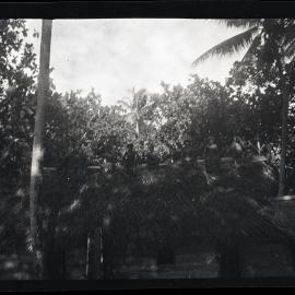 [Manum Island, New Guinea] Men on Top of the Roof Resting After Thatching