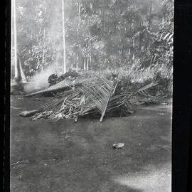 [Manum Island, New Guinea] The Food Supplied for the Women of Madauri and Waia Respectively