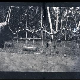 [Manum Island, New Guinea] Coconuts Hung out to Store Pending a Feast