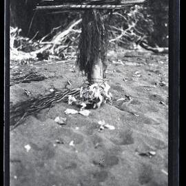 [Manum Island, New Guinea] Banana Stumps used for Checking the Fire During the Process of Burning a Canoe