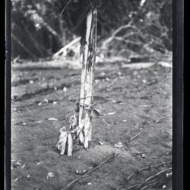 [Manum Island, New Guinea] Banana Stumps used for Checking the Fire During the Process of Burning a Canoe