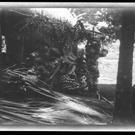 [Manum Island, New Guinea] The Food - Coconuts, Areca Nuts, Taro, Bananas, etc