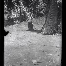 [Manum Island, New Guinea] The mombwa dau Outside the Hut of the Dead Ararua, with his Loincloth, Arecanut etc