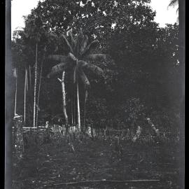 [Manum Island, New Guinea] The New and Partially Planted Village Garden of Borau- tsi'i and Abarapuŋ