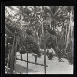 [Narau] Tame Black Noddies on their Stand (Tjegbet’s Homestead)