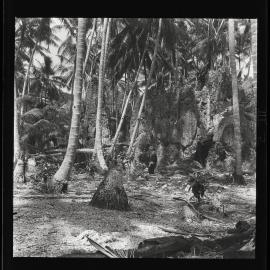 [Narau] Coral Pinnacles in the Coconut Belt (Meneŋ District)
