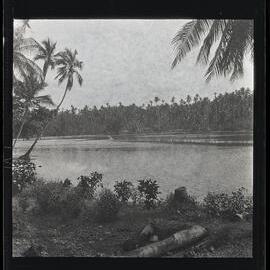 [Narau] Buoda Lagoon Showing Divisions Made of Coconut Leaves bet­ween the Different 'Ponds' in the Lagoon