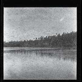 [Narau] Buoda Lagoon Showing Divisions Made of Coconut Leaves bet­ween the Different 'Ponds' in the Lagoon