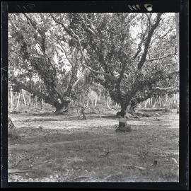 [Narau] The Old Dancing Ground of Yarren Overshadowed by Two Large Tomano Trees