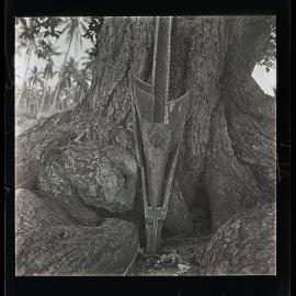 [Narau] The Broken Prow of an Old Canoe Leaning at the Foot of a Tomano tree
