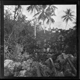 [Narau] A Pawpaw Plantation Enclosed by Coral Walls Just Inside Hole-in-the-Wall