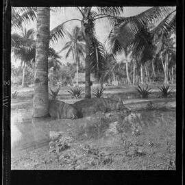 [Narau] The Administrator’s Prize Tamworths Enjoy the Wet Season