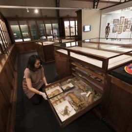 Macleay Museum Display Cabinet