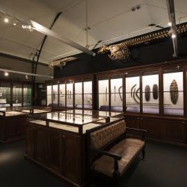 Macleay Museum Display Cabinet