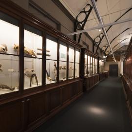 Macleay Museum Display Cabinet