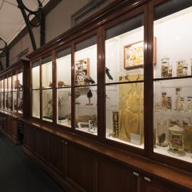 Macleay Museum Display Cabinet