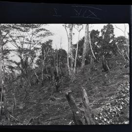 [Manum Island, New Guinea] Women Distributing Taro, One to Each Hole Dug