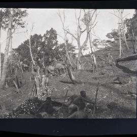 [Manum Island, New Guinea] Women Gardening and Working with Taro