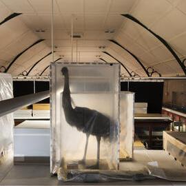 Macleay Museum Storage, Birds in Stillages