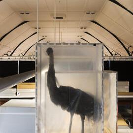 Macleay Museum Storage, Birds in Stillages