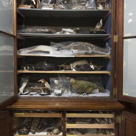 Macleay Museum Storage Cabinets