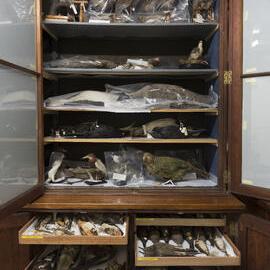 Macleay Museum Storage Cabinets
