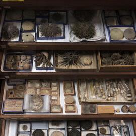 Macleay Museum Storage Cabinets