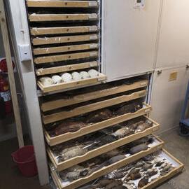 Macleay Museum Storage Cabinets