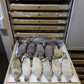 Macleay Museum Storage Cabinets