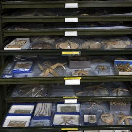 Macleay Museum Storage Cabinets