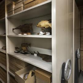 Macleay Museum Storage Cabinets