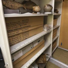 Macleay Museum Storage Cabinets
