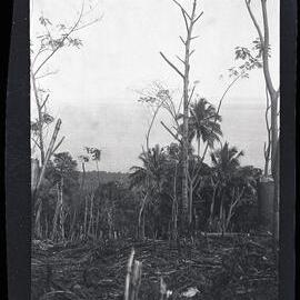 [Manum Island, New Guinea] A Garden Ready for Planting at a Height of circa 1200 ft