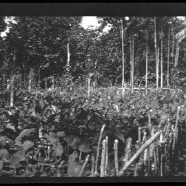 [Manum Island, New Guinea] A Corner of Borautsi’i’s Village Garden Showing Mixed Cultivation of Taro, Sweet Potatoes etc