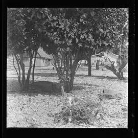 [Narau] Altar Stones of Taburig Belonging to Chief Auweida (From South-West))
