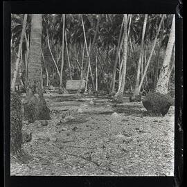 [Narau] Two Parallel Rows of Stones in the Coconut Belt in Anibari (Near the Leper Station)