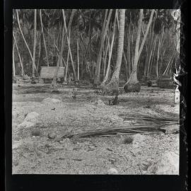 [Narau] Two Parallel Rows of Stones in the Coconut Belt in Anibari (Near the Leper Station)