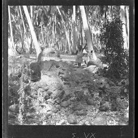 [Narau] The Head and One Tentacle of the Octopus which Brought the Rat to Land