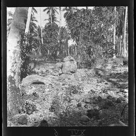 [Narau] The Octopus of Anetan