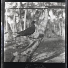 [Narau] One of Aroi’s Tame Decoy Noddies