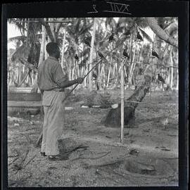 [Narau] Aroi with his Noddies Showing how they are made to "Fight"