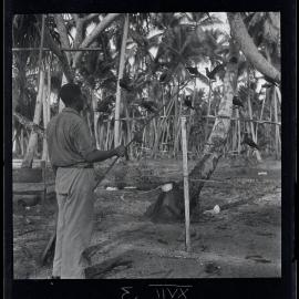 [Narau] Aroi with his Noddies Showing how they are made to "Fight"