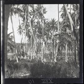 [Narau] Eigigu’s Tree with the Buoda Lagoon in the Background