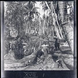 [Narau] One of the Small Lagoons at Buoda Behind Giouba’s House