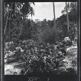 [Narau] Mr Cude's Experimental Garden Looking NW [Northwest]